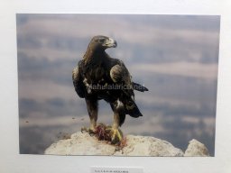 Exposición de aves de la comarca